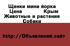 Щенки мини йорка › Цена ­ 20 000 - Крым Животные и растения » Собаки   